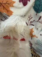 Red Girl, a female Maltipoo for sale in Somerville, AL – 2 of 5