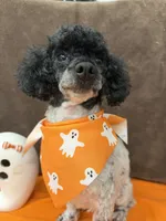 Patches, a male Poodle - Toy  for sale in Somerville, AL – 2 of 10