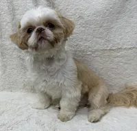 Walley, a male Shih Tzu for sale in Somerville, AL – 7 of 8