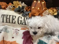 Blue Boy, a male Maltipoo for sale in Somerville, AL – 2 of 5