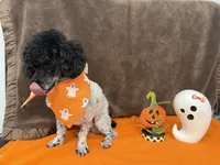 Patches, a male Poodle - Toy  for sale in Somerville, AL – 9 of 10