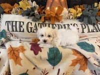 Yellow Girl, a female Maltipoo for sale in Somerville, AL – 3 of 5