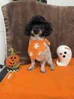 Patches, a male Poodle - Toy  for sale in Somerville, AL – 8 of 10