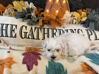 Purple Girl, a female Maltipoo for sale in Somerville, AL – 5 of 6