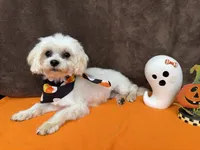 Gio, a male Maltese for sale in Somerville, AL – 7 of 8