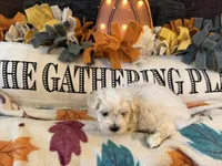 Purple Girl, a female Maltipoo for sale in Somerville, AL – 6 of 6
