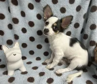 Blue Tri color Chihuahua, a male Chihuahua for sale in Somerville, AL – 2 of 10