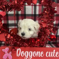 Malti Poo Brown Boy, a male Maltipoo for sale in Somerville, AL – Photo 6 of 6