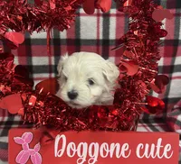 Malti Poo Brown Boy, a male Maltipoo for sale in Huntsville, AL – Photo 6 of 6