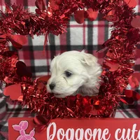 Malti Poo Brown Boy, a male Maltipoo for sale in Somerville, AL – Photo 5 of 6