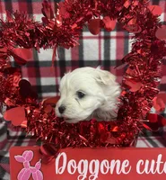 Malti Poo Brown Boy, a male Maltipoo for sale in Huntsville, AL – Photo 5 of 6