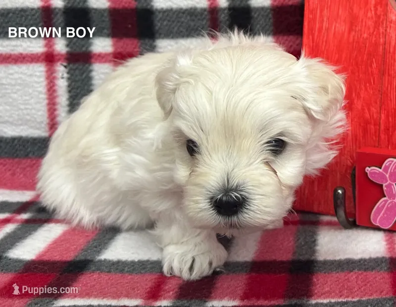 Malti Poo Brown Boy