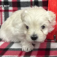 Malti Poo Brown Boy, a male Maltipoo for sale in Somerville, AL – Photo 1 of 6