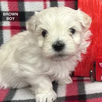 Malti Poo Brown Boy, a male Maltipoo for sale in Somerville, AL – Photo 2 of 6