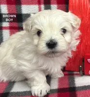 Malti Poo Brown Boy, a male Maltipoo for sale in Huntsville, AL – Photo 2 of 6