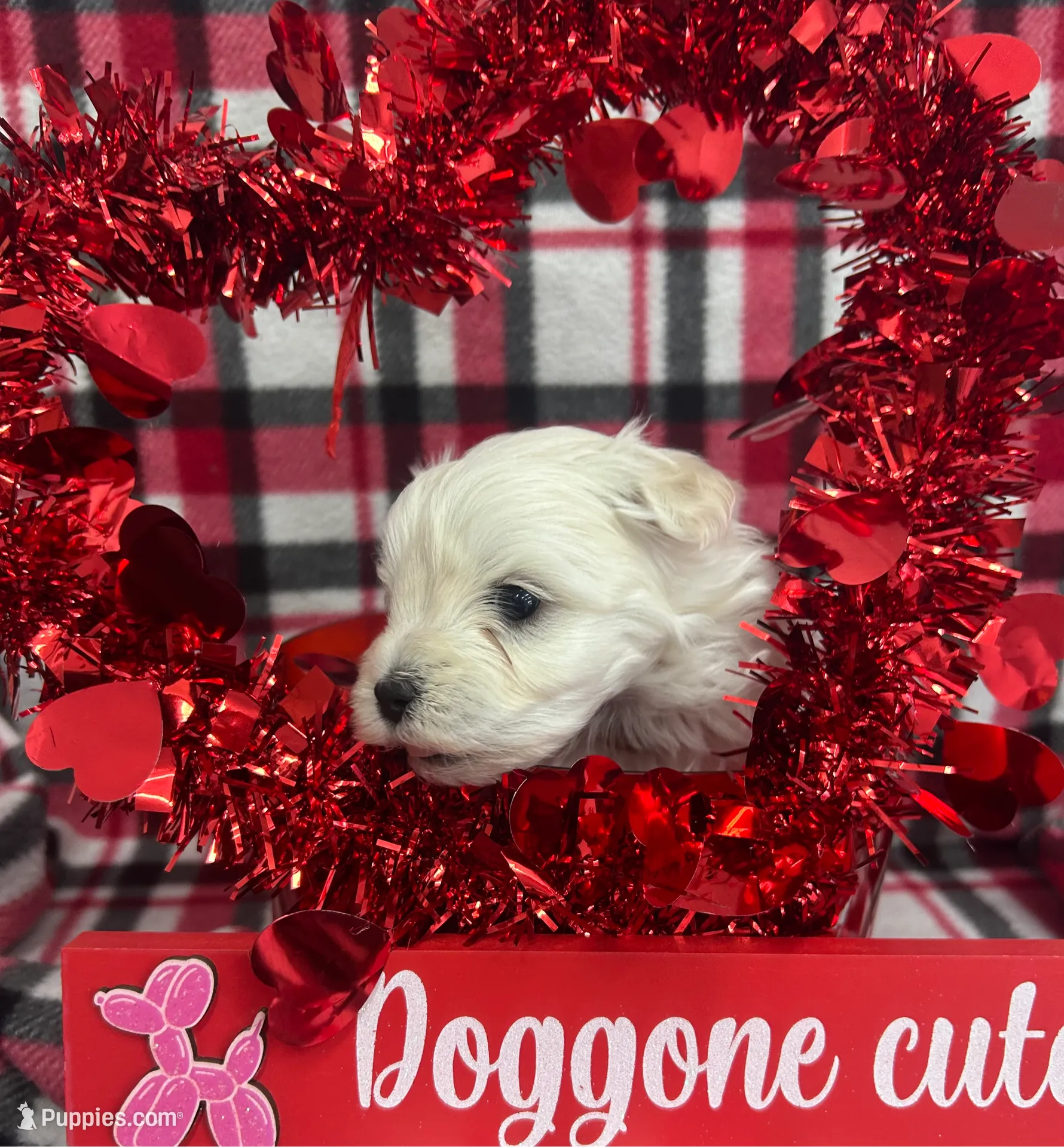 Malti Poo Brown Boy, a male Maltipoo for sale in Huntsville, AL – Photo 3 of 6