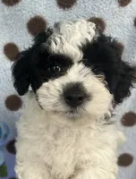 Black & White Boy, a male Poodle - Toy  for sale in Somerville, AL – 2 of 6