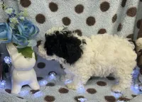 Black & White Boy, a male Poodle - Toy  for sale in Somerville, AL – 6 of 6
