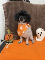 Patches, a male Poodle - Toy  for sale in Somerville, AL – 6 of 10