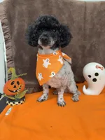 Patches, a male Poodle - Toy  for sale in Somerville, AL – 10 of 10