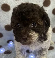 Tri Color Female , a female Poodle - Toy  for sale in Somerville, AL – 2 of 7