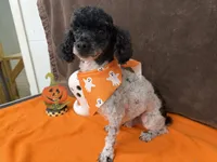 Patches, a male Poodle - Toy  for sale in Somerville, AL – 5 of 10