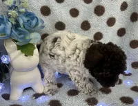 Tri Color Female , a female Poodle - Toy  for sale in Somerville, AL – 3 of 7