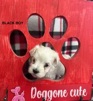 Malti Poo Black Boy, a male Maltipoo for sale in Huntsville, AL – Photo 2 of 5