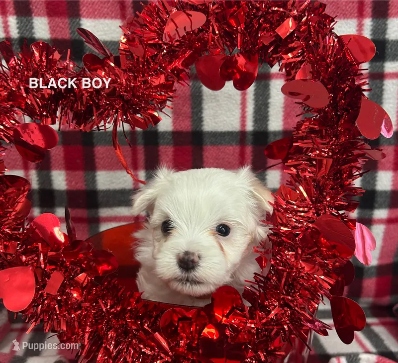 Malti Poo Black Boy