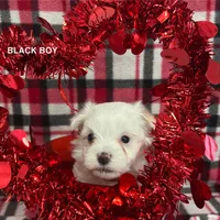 Malti Poo Black Boy, a male Maltipoo for sale in Somerville, AL – Photo 3 of 5
