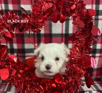 Malti Poo Black Boy, a male Maltipoo for sale in Huntsville, AL – Photo 1 of 5