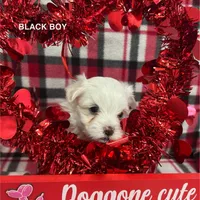 Malti Poo Black Boy, a male Maltipoo for sale in Somerville, AL – Photo 5 of 5