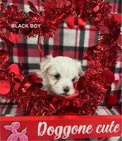 Malti Poo Black Boy, a male Maltipoo for sale in Huntsville, AL – Photo 5 of 5