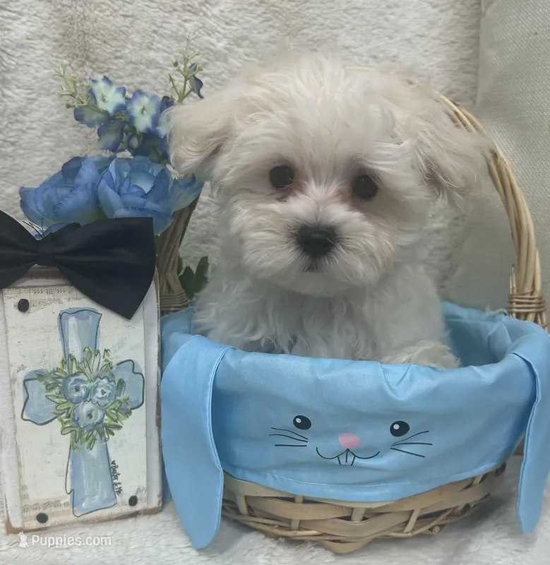 Malti Poo Black Boy – Maltipoo puppy for sale in Somerville, AL