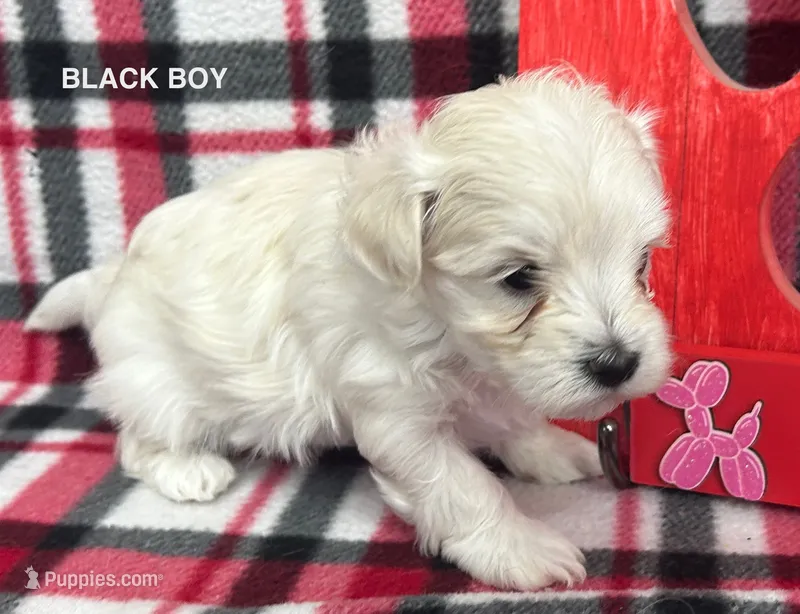 Malti Poo Black Boy