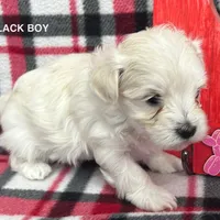 Malti Poo Black Boy, a male Maltipoo for sale in Somerville, AL – Photo 1 of 5