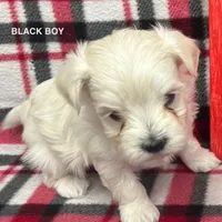 Malti Poo Black Boy, a male Maltipoo for sale in Somerville, AL – Photo 2 of 5