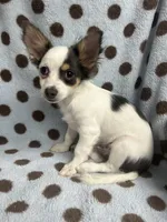 Blue Tri color Chihuahua, a male Chihuahua for sale in Somerville, AL – 3 of 10