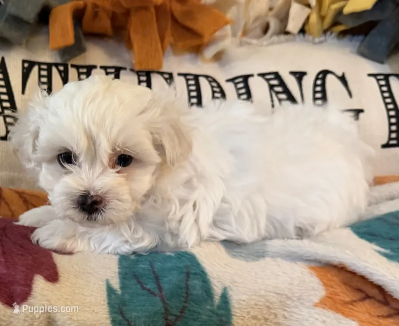 Yellow Girl – Maltipoo puppy on hold in Somerville, AL