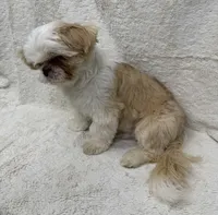 Walley, a male Shih Tzu for sale in Somerville, AL – 8 of 8