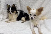 BREEDERS - Bentley & Lily, a female Chihuahua for sale in Somerville, AL – 2 of 5