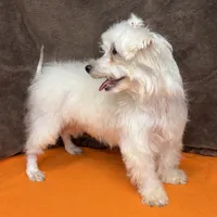 Piper, a female Maltipoo for sale in Somerville, AL – 2 of 7