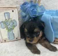 Green Boy, a male Yorkshire Terrier for sale in Somerville, AL – Photo 2 of 7