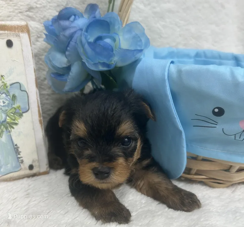 Green Boy – Yorkshire Terrier puppy for sale in Somerville, AL