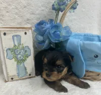 Green Boy, a male Yorkshire Terrier for sale in Somerville, AL – Photo 4 of 7