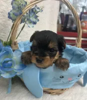 Green Boy, a male Yorkshire Terrier for sale in Somerville, AL – Photo 3 of 7