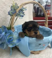 Green Boy, a male Yorkshire Terrier for sale in Somerville, AL – Photo 6 of 7