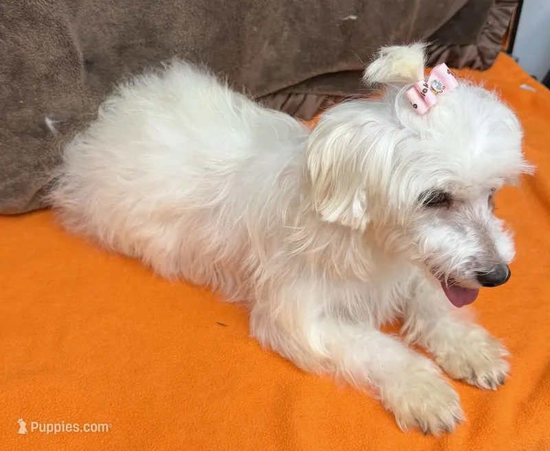 Piper – Maltipoo puppy for sale in Somerville, AL