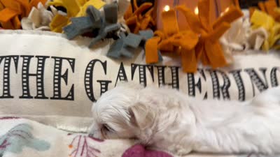 Red Girl, a female Maltipoo for sale in Somerville, AL – 5 of 5