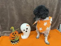 Patches, a male Poodle - Toy  for sale in Somerville, AL – 1 of 10